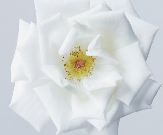 Obituary Service